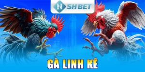 Gà Linh Kê Là Gì? Cách Phân Biệt Một Số Linh Kê Hiện Nay