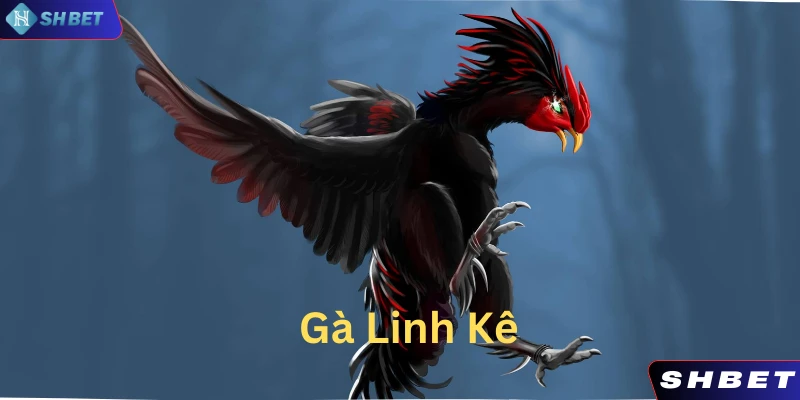 Gà linh kê là những dòng kê quý hiếm được nhiều người săn lùng